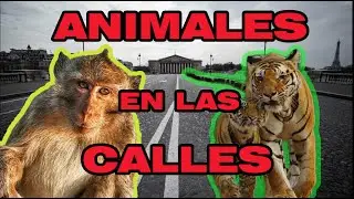 Animales en las calles durante el Coronavirus! covid19 la otra cara de la moneda..