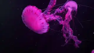 Jelly fish