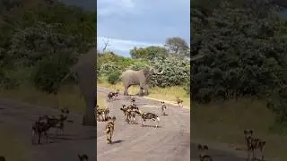 Wild dogs vs elephant/ HD #wildlife #shorts #viralvideo