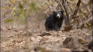 BEAR CLIMBING BANYAN TREE FOR HONEY!