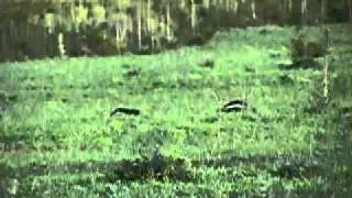 Zorrino com&uacute;n  - Common hog-nosed skunk (Conepatus chinga) in Entre R&iacute;os