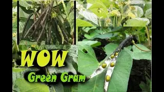Green gram cultivation