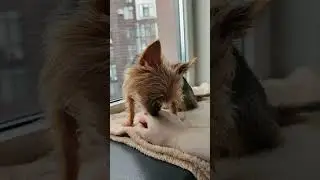 Cutest Dog Reaction Ever Caught on Camera!
