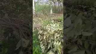 Phalsa Pruning - Grewia asiatica - Falsa Ki katai shoru ho giya - Organic Farm - Engineer Ka Bagh