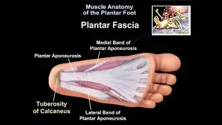 Muscle Anatomy Of The Plantar Foot  - Everything You Need To Know - Dr. Nabil Ebraheim