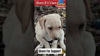 Voice For Voiceless 🫵🔥#StreetDog#RespectAnimals#DogAwareness#KindnessMatters#SaveStreetDogs #shorts