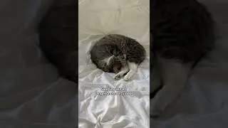 The rescued stray cat is truly now in retirement  #catvideos #strayanimal #catvideos #straypet #cat
