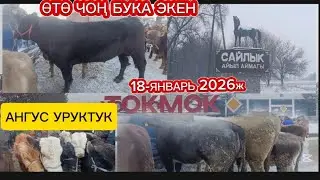 МАЛ БАЗАР БУКАЛАР АНГУС ШВЕД, БҮГҮНКҮ БАЗАР 🔥👍 18-ЯНВАРЬ 2026ж