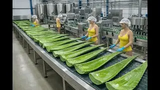 Inside the Factory: How Refreshing Aloe Vera Juice is Made (Full Process)