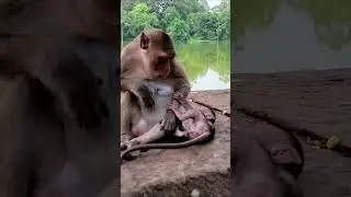 Monkey Rejects Baby Begging For Milk