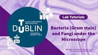 TUDublin - Bacteria (Gram stain) and Fungi under the microscope
