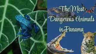 The Most Dangerous Animals in Panama