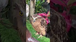 Owls