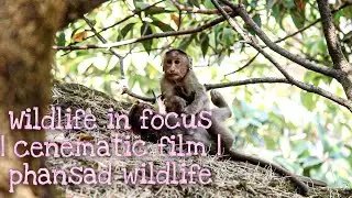 Wildlife in focus | cinematic film | phansad wildlife |1300D