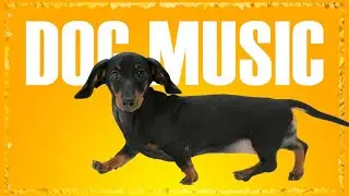 Music For Dachshund ~ Music for Dogs to relax ~ Dog Music to Sleep
