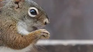 Red Squirrel, Jack Pine Trail