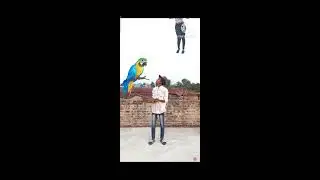 Flying crying babies Catching vs danching gorilla,, cute bhabhi,, parrot,, good day funnyvideo