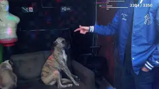 BISTECONE COLOCOU TIGRÃO e TOLINHO CARA A CARA
