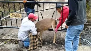 Deer rescued from security gate
