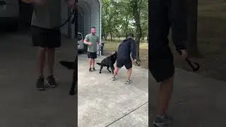 Carlo alert and bite hidden sleeve #k9protection #germanshepherd #workingk9 #dogtraining #k9
