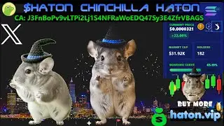 Crypto Chinchilla Hat on $HATON Meme Cryptocurrency Let's Bond it Solana !