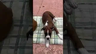 Big Paws #boxerdog #boxerpuppy #shorts