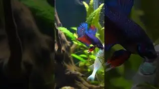 Betta Fish Battles Tankmate in Home Aquarium &ndash;#trending#shorts#wildlife#animals Animated