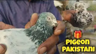 Pakistani pigeon Sialkot 🎁