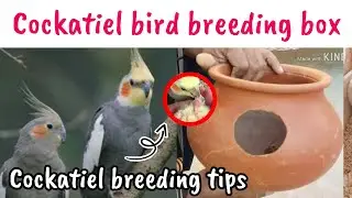 Cockatiel bird breeding box || Cockatiel breeding box || Cockatiel breeding tips