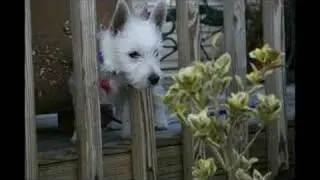 West Highland Terrier - Sharp Teeth, Good Smile