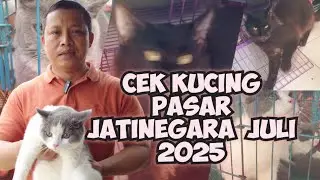 UPDATE KUCING PASAR JATINEGARA JULI 2025
