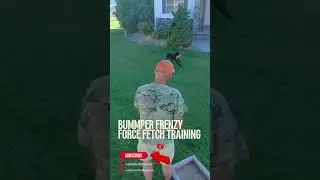 🔥 &ldquo;Smoke&rdquo;Rollin Ridgeview Coal&rsquo;s: Awesome Bumper Forced Fetch Training! 🐾💨 #viralshorts #viraldogs