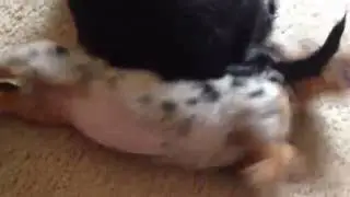 Finn the Mini Dapple Dachshund Puppy Swims on Carpet around Kitty