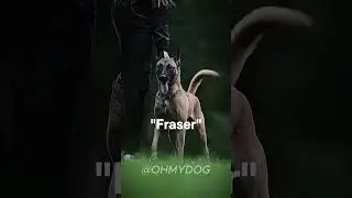 Badass male dog names pt 1 #dognames #names #cool #dog #dogs #dogshorts #ohmydog #babynames #epic