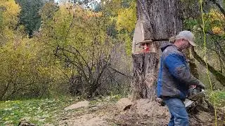 Cutting hazard cottonwood #3
