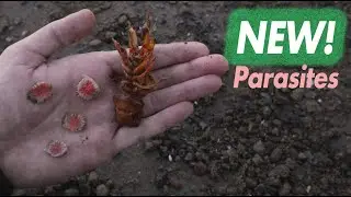 Removing Parasites from Shrimp! NEW March 2020