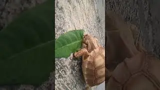 sudah mulai makan sediri kura yang sakit MBD