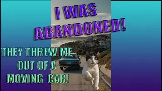 Cat Tells Story About Being Thrown Out Of A Moving Car ! #cats#catvideos#catlover#viralvideo#comedy