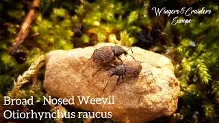 Broad - Nosed Weevil | Otiorhynchus raucus | Weevil Beetle | Information | Care | Species Profile