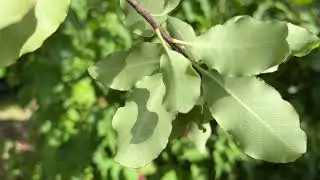 Black matipo - underside of leaves - September 2025