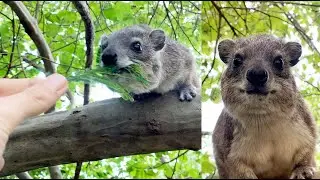 FEEDING TWO WILD HYRAX - Super Cute Hyraxes - No Screaming, Just Goodness