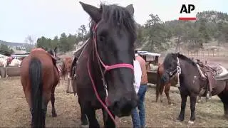 Horse stables out West have turned to draft horses, the diesels of the horse world to handle the big