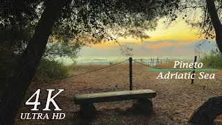 Most Peaceful Sunset: Golden Hour at the Pine Coast | Nature Ambience | Pineto | Adriatic Sea | 4K