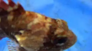 (HD)メバル・眼張-Japanese rockfish.Sebastes inermis