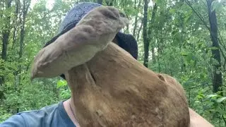 ОТО так ГРИБ!🍄💚 Збираю БІЛІ ГРИБИ після дощу