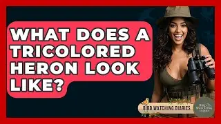 What Does A Tricolored Heron Look Like? - Bird Watching Diaries