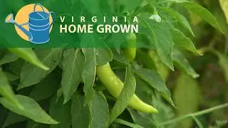 How Urban Agriculture Collective of Charlottesville&rsquo;s Friendship Court Farm Is Helping Food Justice