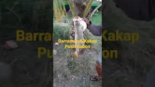 Mancing di Sungai Ranto Panjang Pantai Labu dapat Barramundi _ Siakap _ Kakap Putih Sak Bantal