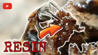 KEPENTINGAN RESIN PADA GENIOTRIGONA | #kelancang #geniotrigona #kelulut #lebahkelulut