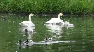 Bewick's swan family & parental protective behaviour